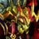 Grand Empress Shek'zeer
