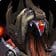 Dark Inquisitor Xanesh